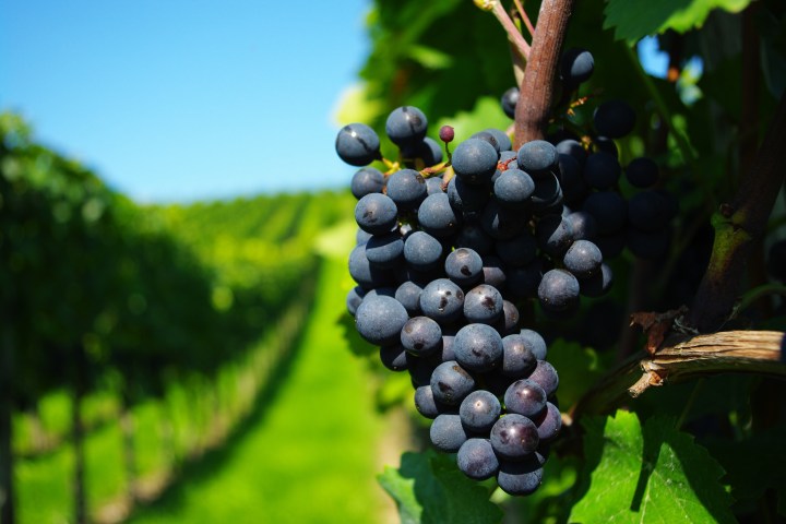 grapes-grona-lstva-branches-vines